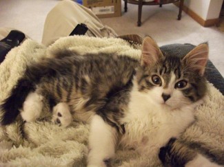 397638_141295416026571_1886958259_n