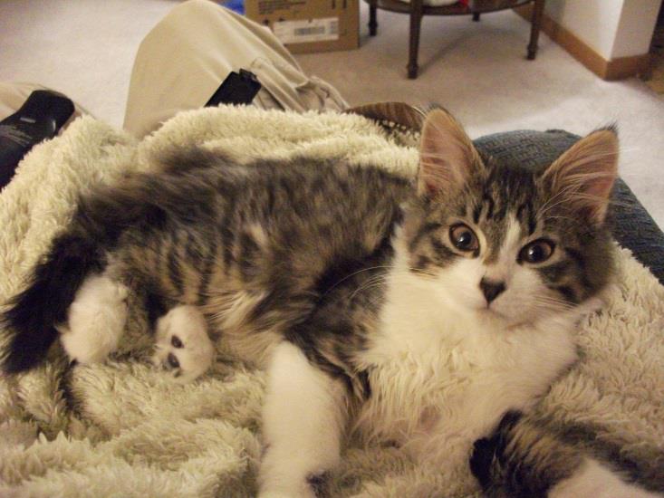 The Evening Report, January 17th, 2012: Halo 2, Fallout, Sonic the Hedgehog