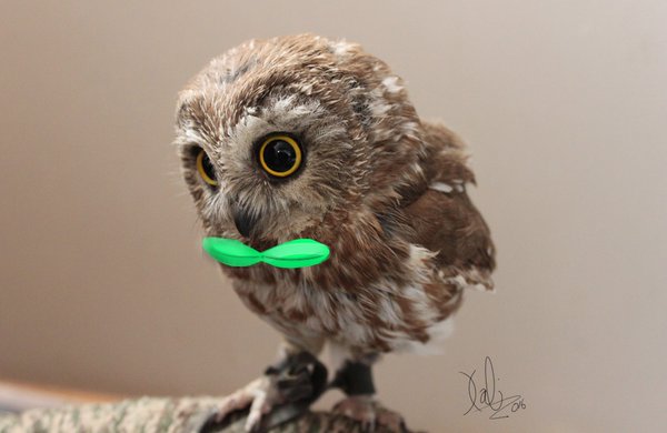 Owlet-real