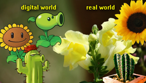 Grow real Plants vs Zombies